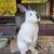 Rabbit California Doe Pet or Farm 3 thumbnail
