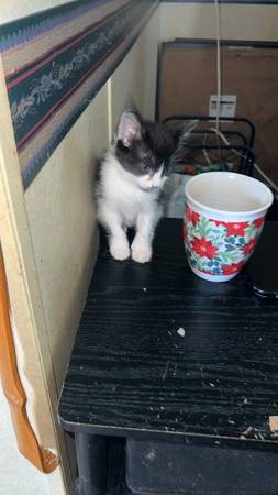 8 week old kitten (Hartford)548517412518635523