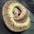 Ball python 3 thumbnail