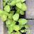 Houseplants Galore 9 thumbnail