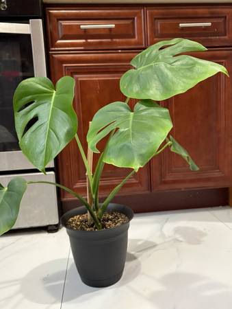 Monstera plant 1