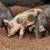 Heritage Piglets 3 thumbnail
