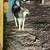 Dog 4 thumbnail