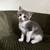 Adorable Kittens 3 thumbnail