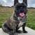 French Bully pups (Boy/Girl) 5 thumbnail