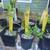 JERUSALEM ARTICHOKE STARTS 2 thumbnail