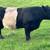 Belted Galloway Bull 3 thumbnail
