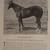 Thoroughbred Types 1900-1925 Race Horses Steeplechasers Hunters Polo 5 thumbnail