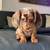 GorgeousDachshundPup 1 thumbnail
