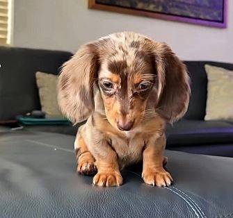 GorgeousDachshundPup 1