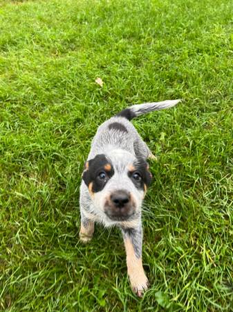 Hembra Blue Heeler (Audubon)63848557991809123