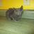 Kitten 1 thumbnail