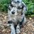 Aussiedoodle Puppies 5 thumbnail