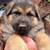 German shepherd pups 2 thumbnail