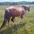 Mature Paint Stallions Exposed Bred Mares 5 thumbnail