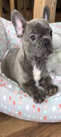 PlayfulFrenchie Pup 1
