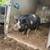 Kunekune pig 1 thumbnail