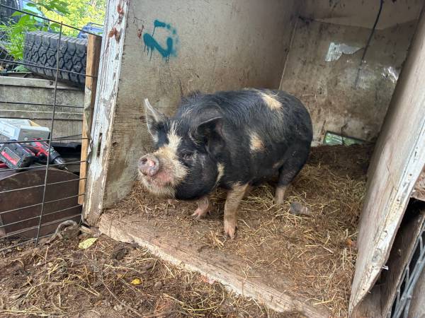 Kunekune pig 1