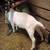 Boer goat does 4 thumbnail