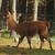 Llamas 6 thumbnail