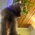 Kittens 7 thumbnail