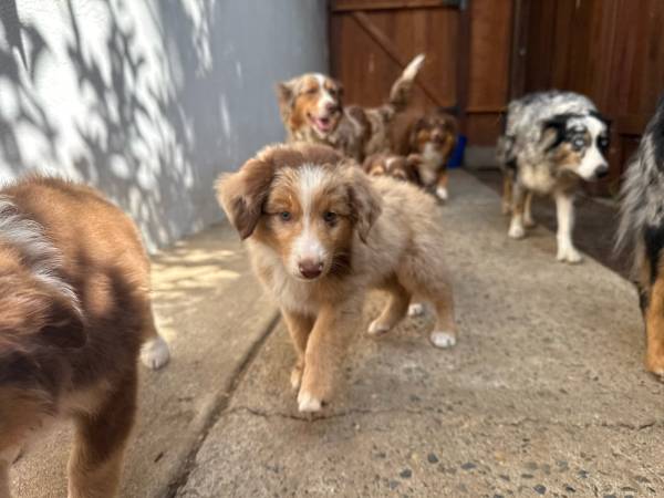 Pup needs loving home 1