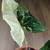 Syngonium Albo Variegata indoor plant 2 thumbnail