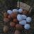 Laying chickens 2 thumbnail