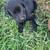 Lab pups 6 thumbnail