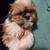 Shihtzu 2 thumbnail