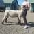 Registered Ram Lamb 1 thumbnail