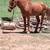 Horse 2 thumbnail