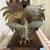 Vintage Solid Brass Fighting Roosters 4 thumbnail