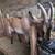 Goats (herd) 8 thumbnail
