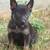 GSD Puppies 4 thumbnail