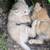 Kittens 15 thumbnail