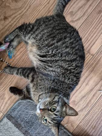 Missing brown tabby cat Beverly Cove (Beverly)63662282067715121