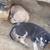 puppies 4 thumbnail