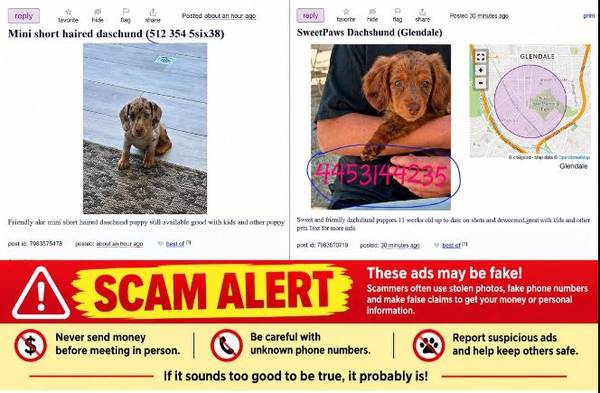 ⚠️ Advertencia: ¡Posible estafa de cachorros! ⚠️