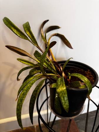 Ledebouria socialis (leopard plants) 1