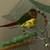 Green cheek conure 3 thumbnail