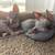 Sphynx kittens 4 thumbnail