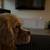 COCKER SPANIEL PUP 4 thumbnail