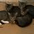 Kittens need a new home! 1 thumbnail