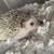 4 month old male hedgehog with everything he needs. 3 thumbnail