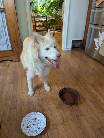 Perro blanco encontrado (Eastmoreland)63842373547779120