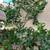 Thai Lemon Herb or Makrut Herb or Kaffir Lime Leaves and Fruits-Fresh 3 thumbnail