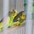 Birds Parakeets for rehoming 1 thumbnail