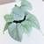 Scindapsus Platinum, Sparkles in the light, Big Silver Leaf 2 thumbnail