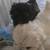 Pekingese 1 thumbnail